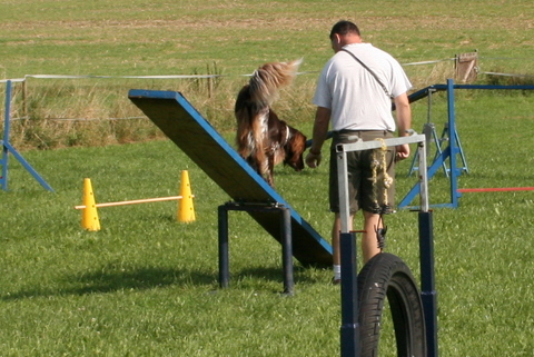 Agility Wippe